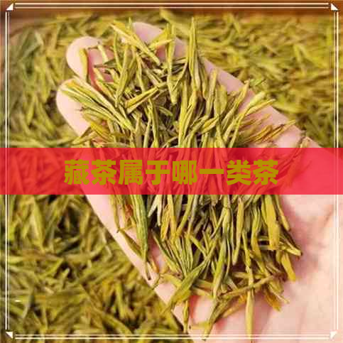 藏茶属于哪一类茶