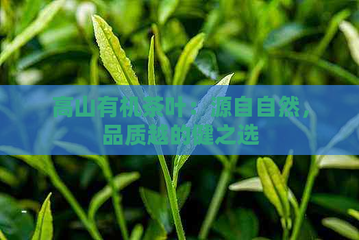 高山有机茶叶：源自自然，品质越的健之选