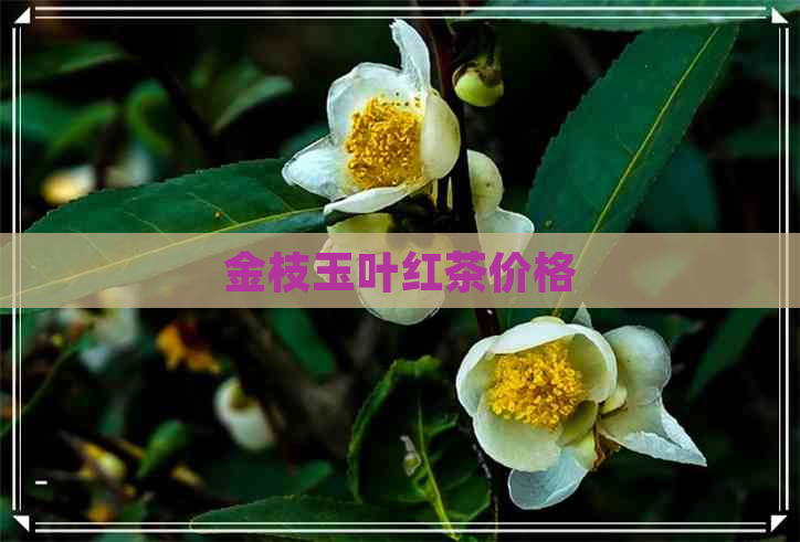 金枝玉叶红茶价格