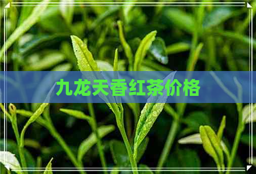 九龙天香红茶价格