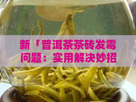 新「普洱茶茶砖发霉问题：实用解决妙招大公开」