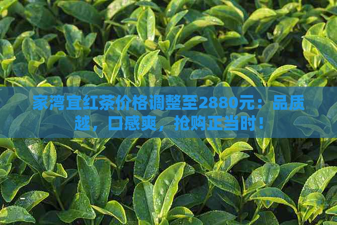 家湾宜红茶价格调整至2880元：品质越，口感爽，抢购正当时！