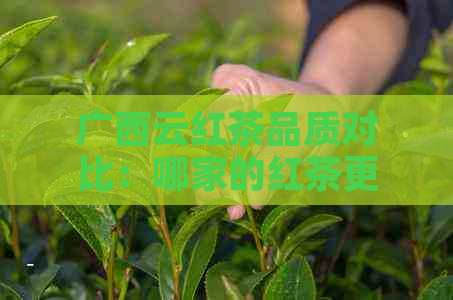 广西云红茶品质对比：哪家的红茶更优质？购买指南与推荐