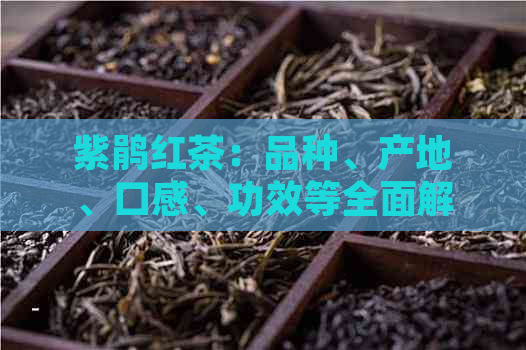 紫鹃红茶：品种、产地、口感、功效等全面解析，让你轻松了解红茶的世界