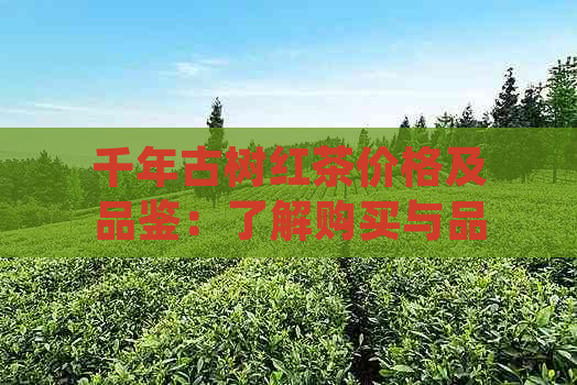 千年古树红茶价格及品鉴：了解购买与品尝的全方位指南