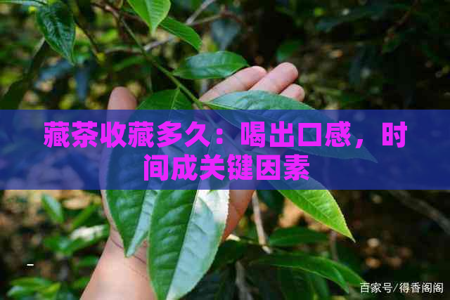 藏茶收藏多久：喝出口感，时间成关键因素