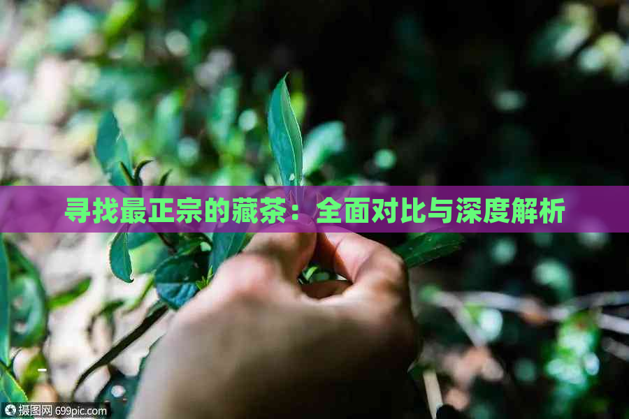 寻找最正宗的藏茶：全面对比与深度解析