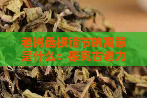 老树盘根错节的寓意是什么：探究古老力量与生命坚韧