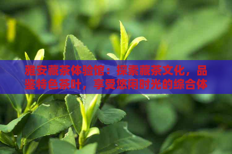 雅安藏茶体验馆：探索藏茶文化，品鉴特色茶叶，享受悠闲时光的综合体验