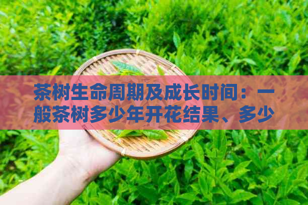 茶树生命周期及成长时间：一般茶树多少年开花结果、多少年可以长大？