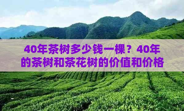 40年茶树多少钱一棵？40年的茶树和茶花树的价值和价格是多少？