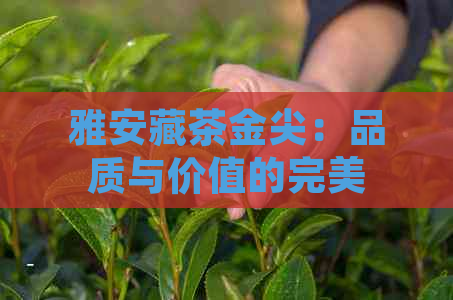 雅安藏茶金尖：品质与价值的完美结合，探究其独特魅力与市场价格