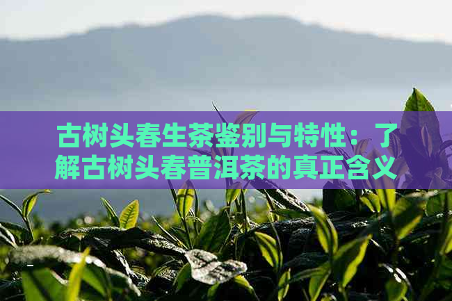 古树头春生茶鉴别与特性：了解古树头春普洱茶的真正含义