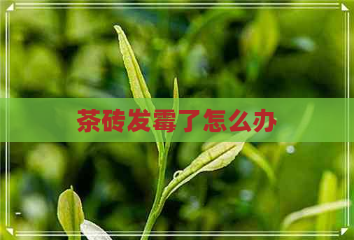 茶砖发霉了怎么办