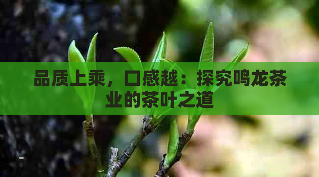 品质上乘，口感越：探究鸣龙茶业的茶叶之道