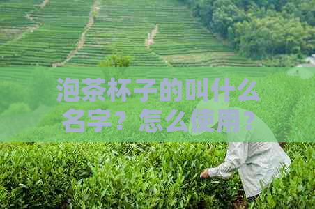 泡茶杯子的叫什么名字？怎么使用？