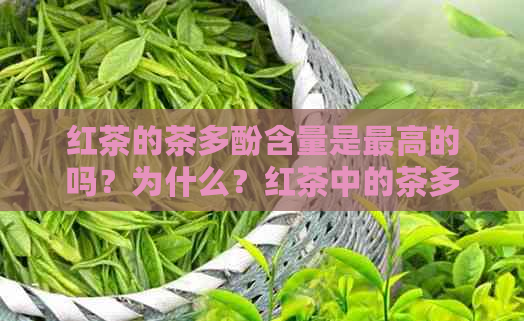 红茶的茶多酚含量是更高的吗？为什么？红茶中的茶多酚含量一般是多少？