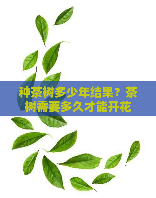 种茶树多少年结果？茶树需要多久才能开花结果？