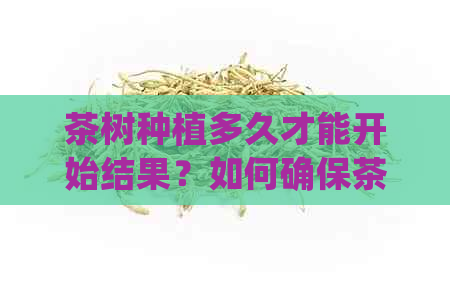 茶树种植多久才能开始结果？如何确保茶树的健生长以获得结果？