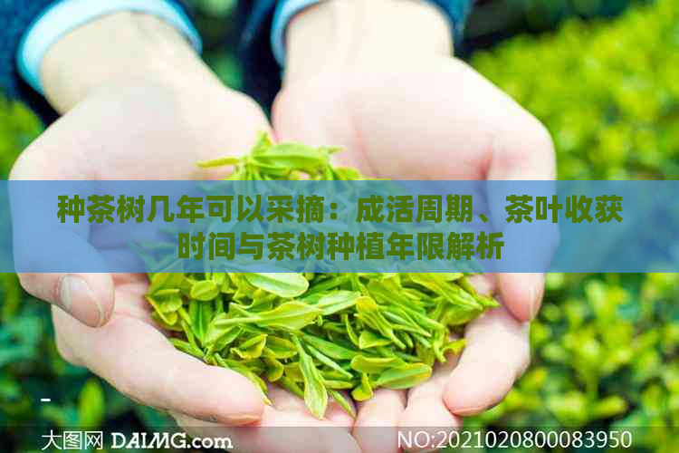 种茶树几年可以采摘：成活周期、茶叶收获时间与茶树种植年限解析