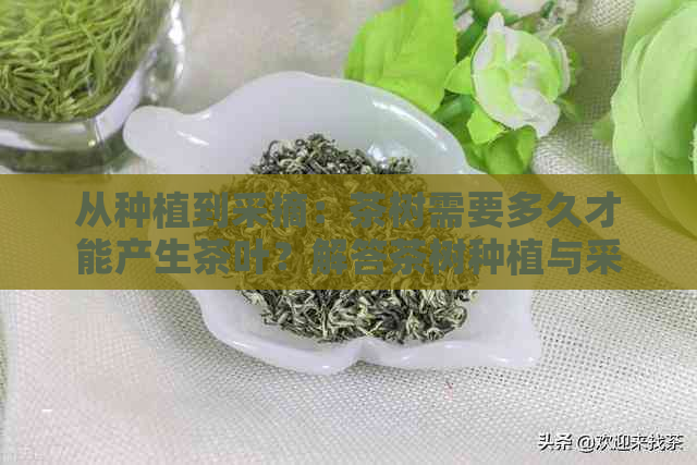 从种植到采摘：茶树需要多久才能产生茶叶？解答茶树种植与采摘周期疑问