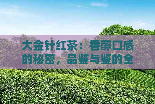 大金针红茶：香醇口感的秘密，品鉴与鉴的全方位指南