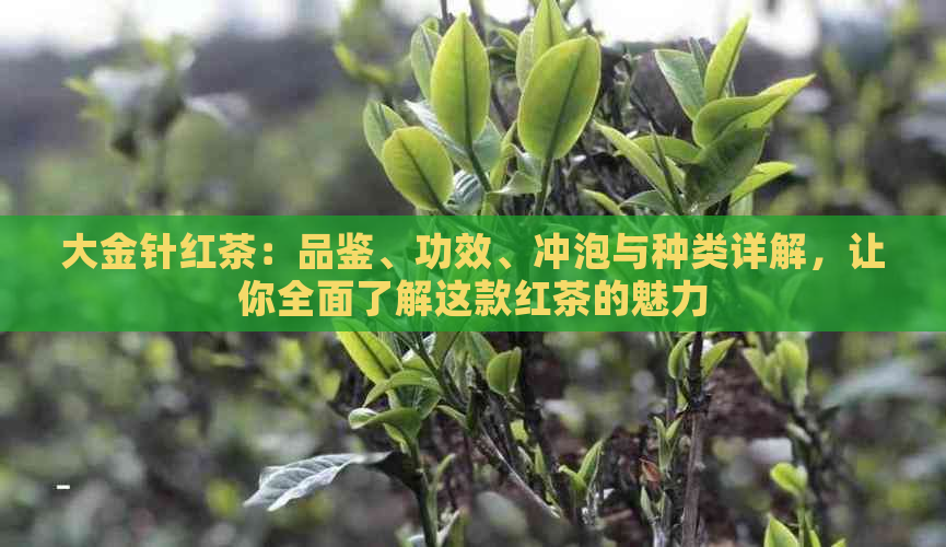 大金针红茶：品鉴、功效、冲泡与种类详解，让你全面了解这款红茶的魅力