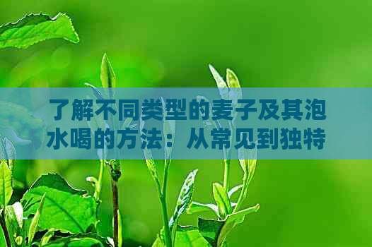 了解不同类型的麦子及其泡水喝的方法：从常见到独特品种一应俱全