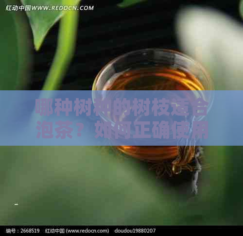 哪种树种的树枝适合泡茶？如何正确使用这些树枝泡制茶饮？