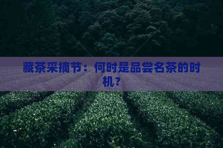 藏茶采摘节：何时是品尝名茶的时机？