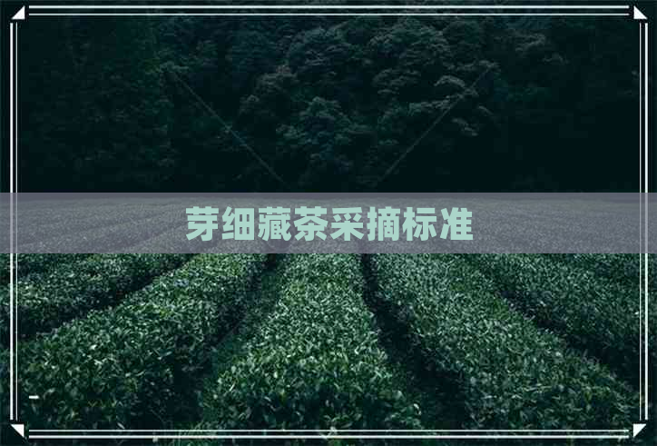 芽细藏茶采摘标准