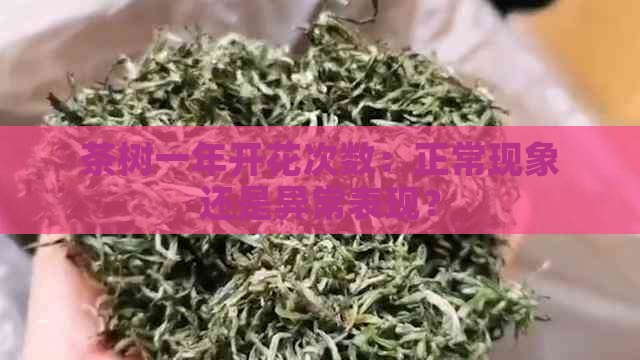 茶树一年开花次数：正常现象还是异常表现？