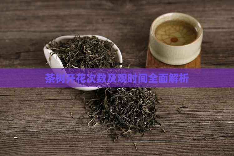 茶树开花次数及观时间全面解析