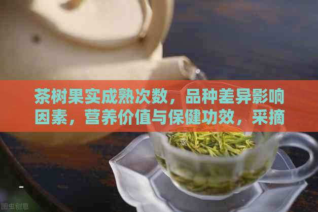 茶树果实成熟次数，品种差异影响因素，营养价值与保健功效，采摘加工方法。