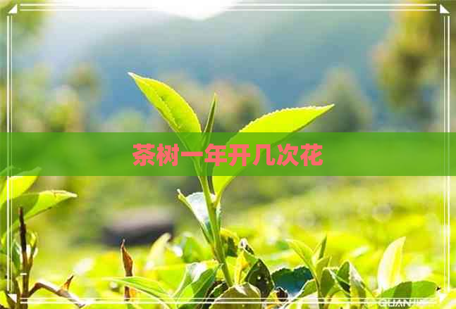 茶树一年开几次花