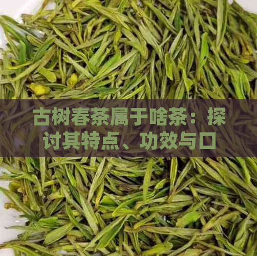 古树春茶属于啥茶：探讨其特点、功效与口感，是否为绿茶？