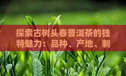 探索古树头春普洱茶的独特魅力：品种、产地、制作工艺及其口感特点解析