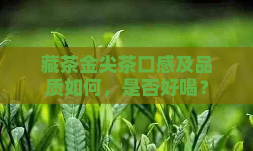 藏茶金尖茶口感及品质如何，是否好喝？