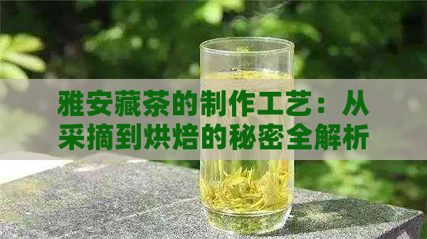 雅安藏茶的制作工艺：从采摘到烘焙的秘密全解析