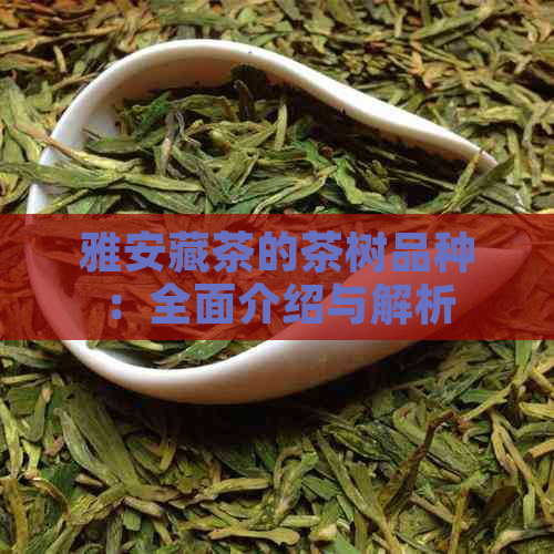 雅安藏茶的茶树品种：全面介绍与解析