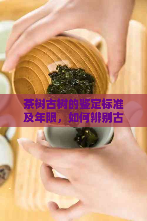 茶树古树的鉴定标准及年限，如何辨别古树茶？