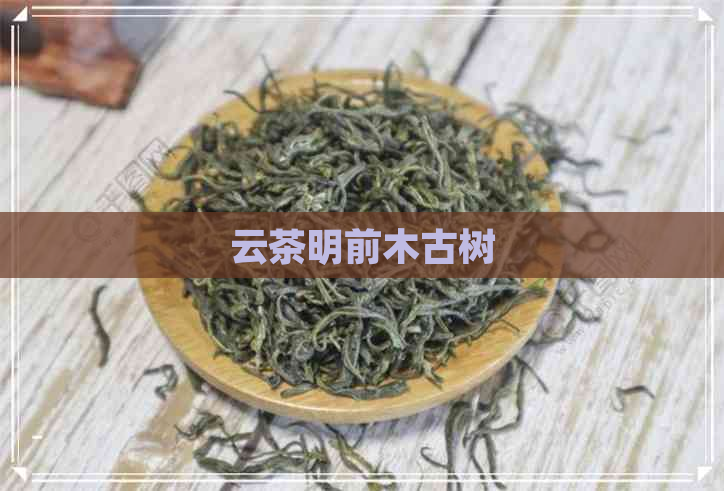 云茶明前木古树