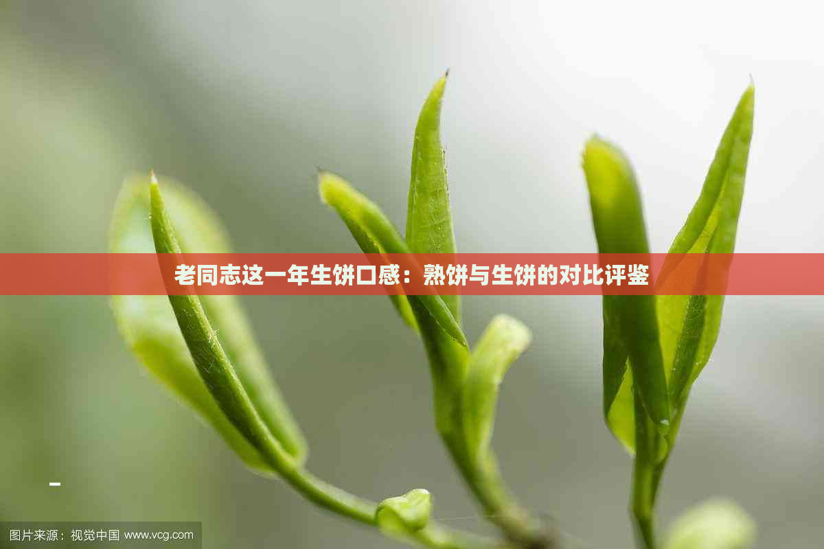 老同志这一年生饼口感：熟饼与生饼的对比评鉴