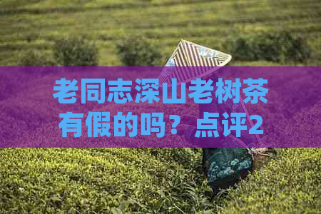 老同志深山老树茶有假的吗？点评2019年熟茶，价格2007年，值得购买吗？