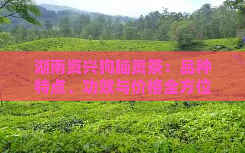 湖南资兴狗脑贡茶：品种特点、功效与价格全方位解析，助您选购合适茶叶