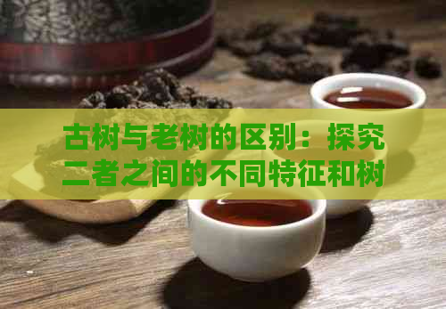 古树与老树的区别：探究二者之间的不同特征和树龄差异