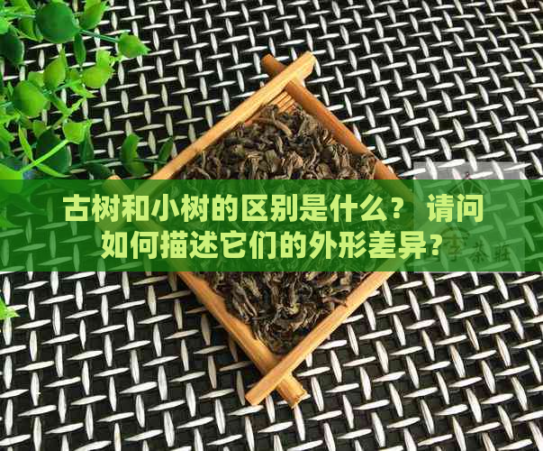 古树和小树的区别是什么？ 请问如何描述它们的外形差异？