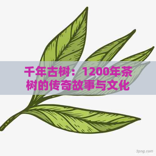 千年古树：1200年茶树的传奇故事与文化价值