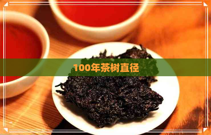 100年茶树直径