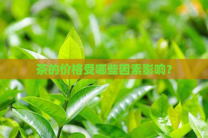 茶的价格受哪些因素影响？